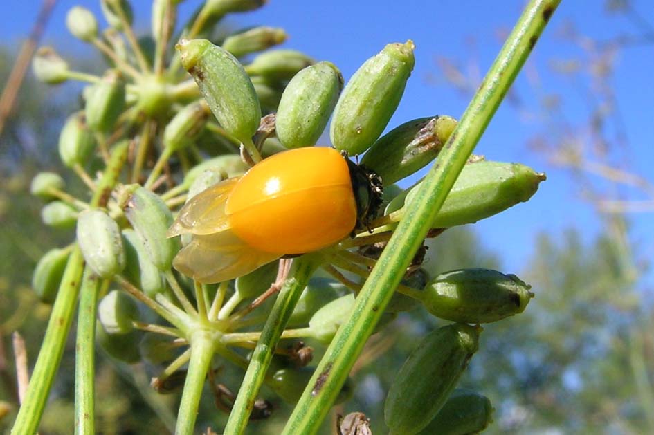 Coccinella undecimpunctata,,, anzi no, Ceratomegilla undecimnotata
